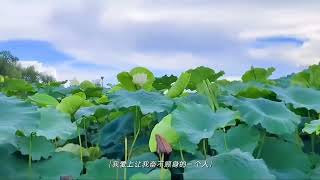 #荷塘美景 #一起享受大自然的美 #我为家乡代言