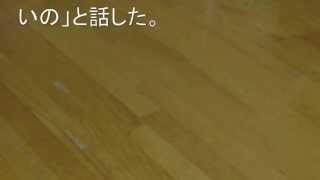 白鵬猫だましで勝つ