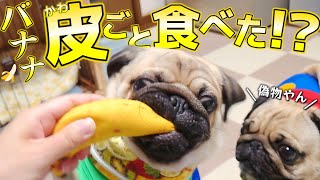 散歩後のご褒美にバナナをあげたら皮ごと食べちゃった！！！｜そんなバナナ🍌｜パグのぺろぽん兄弟Pug犬｜