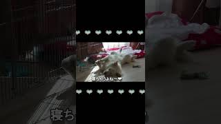 日向ぼっこ♪してたはずの　ちゃろ（愛犬）#shorts #dog #いやしわんこ #犬のいる暮らし