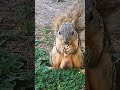 うまい！ナッツを食べる可愛いリス yummy the cute squirrel is eating a nut.