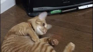 【柴猫】春に保護した猫一年生にストーブを与えたら転がって甘えて可愛い(笑)【癒し】#shorts