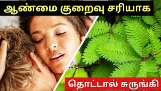 தொட்டால் சுருங்கி செடியின் மருத்துவ குணங்கள் Aanmai Athikarikka Tips In Tamil