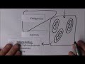 Liver Function 7, Ketones