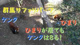 21.02 群馬サファリパーク レッサーパンダ ケンタ と ひまり の プチ同居