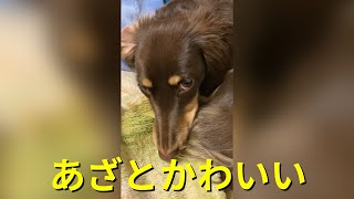 【#shorts】人間のツボを知っているあざとかわいい子犬はこちらです【ミニチュアダックス】