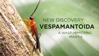 New Discovery: Vespamantoida-A Wasp-Mimicking Mantis