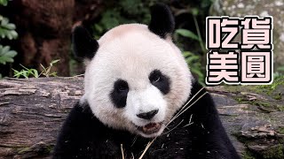 下午茶有好多好多點心,大大滿足了吃貨圓圓|Giant Panda Yuan Yuan,圆圆,貓熊,大貓熊,大熊貓