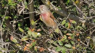 Common Linnet, Fanello (Carduelis cannabina)