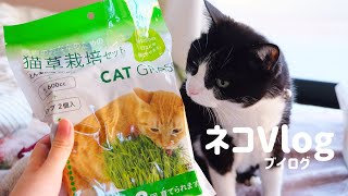 【カインズ】猫草栽培セットを使って猫草育ててみた🌱🌱🌱