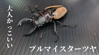 【為にならないクワガタ紹介】ブルマイスターツヤ編