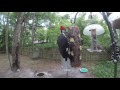 pileated woodpecker pair eating bark butter® june 9 2017