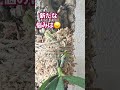 【胡蝶蘭】新根枯れた