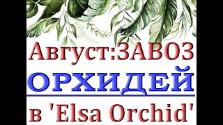 Чудесный ЗАВОЗ ОРХИДЕЙ в 'Elsa Orchid',ОРХИДЕИ ПОЧТОЙ,Самара,ссылки - в описании.АВГУСТ,2021.