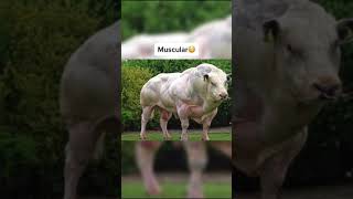 Animals You Haven't Seen Muscular