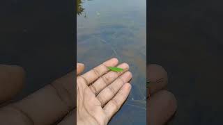 #Grass hopper😢පලගැටියා ඔයා ලගට ආවොත්❤#shortsvideo#jumping #srilanka#viral#shots