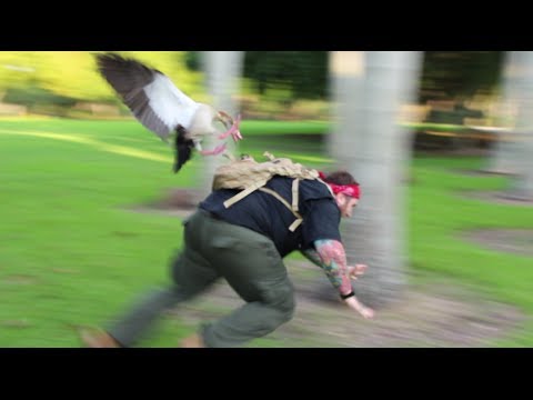Are Egyptian geese territorial?
