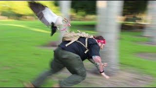 Egyptian Goose Attack