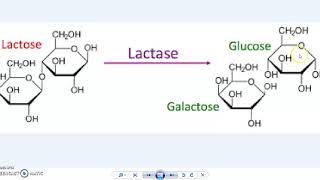 9.C: Lactase Enzyme Virtual Lab Part 1- Fillable Spreadsheet Included