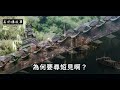 民間故事：寡婦山上牧羊，見水潭中男子有蹊蹺，猶豫片刻跳了下去｜高朗講故事