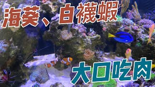 海水魚#餵食秀#奶嘴#白襪蝦#大口吃肉