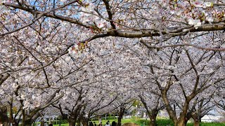 西郷川河口公園の桜