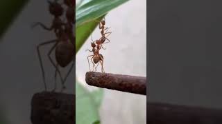 😔ചില മനുഷ്യരും ഇങ്ങനെയാണ്. സ്വന്തം ആവശ്യങ്ങൾക്ക് വേണ്ടി മാത്രം കൂടെ നിൽക്കുന്നവർ 😔😔 #short