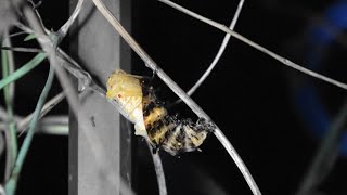 Swallowtail pupation (Byasa alcinous)　8x speed