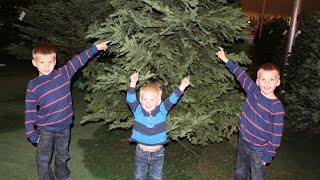 Picking the Perfect Christmas Tree