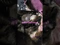 【猫】黒猫のクロちゃんがコウモリに見えた ﾟДﾟ キバが凄い🐾肉球が可愛い🐾【癒し】 shorts