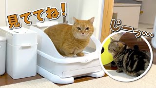 弟猫に新しいトイレの仕方を教える優しい兄猫！【最先端ねこトイレToletta】