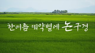 [4K] 한여름 뙤약볕에 논구경 다니기 Going around the Paddy field in midsummer burning sun