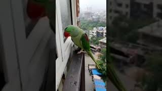 Parrot Masti.... Calling Mom..😂😂
