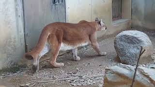 1月31日とくしま動物園　ピューマのマーコさん