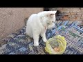 | Cat | Cat Videos | Short | Shorts | Short Videos | Cat Short videos | Cat shorts |