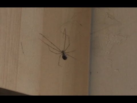 Giant daddy long legs Giant daddy long legs