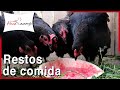 Restos de COMIDA para nuestros gallos, gallinas y pollitos 🍉🥕