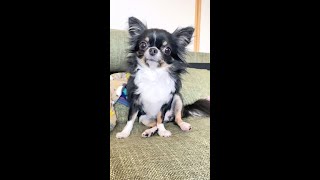 なに？その座り方wwwww【くつろぐイーヌ】Chihuahua sitting cute　＃shorts