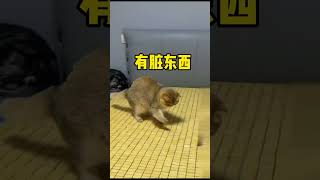 【牛奶是只猫】这凉席真是防猫神器哈哈哈哈！结尾看你还怎么睡我身上