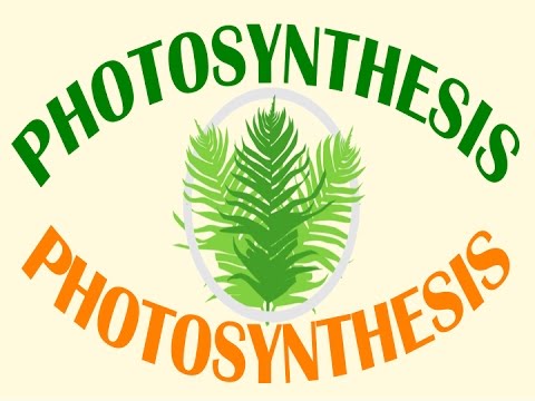 What environmental factors might affect the rate of photosynthesis?