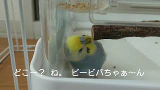 自分を褒めちぎるセキセイインコ【生後5ヶ月】