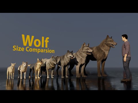 How long is a wolf?