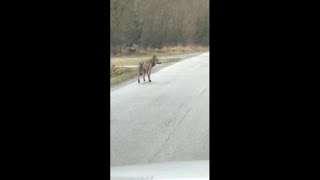 Pavia, l'ultimo avvistamento di un lupo