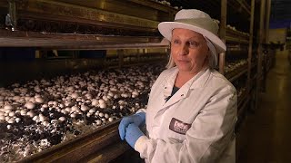 Les champignons, des créatures à part qui nous veulent du bien