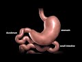 Digestive Track Before and After Bariatric Surgery