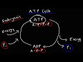 atp cycle