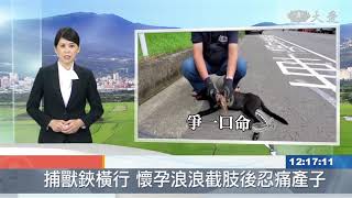 2020-11-24 大愛新聞 - 捕獸夾橫行連懷孕狗媽媽也慘遭斷掌 動物救援小組奔波營救