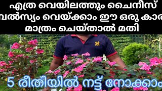 ചൈനീസ്ബാൾസ്യം നല്ല വെയിൽ ഉള്ള സ്ഥലത്തും വെയ്ക്കാം ഈ ഒരു കാര്യം മാത്രം ചെയ്താൽ മതി.chainees balsyam