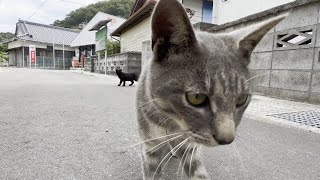 寄ってきたサバトラ猫