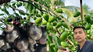 Fruit harvest(មកបេះផ្លែព្រីងម៉ែនៅកំពុងចាម🤫)